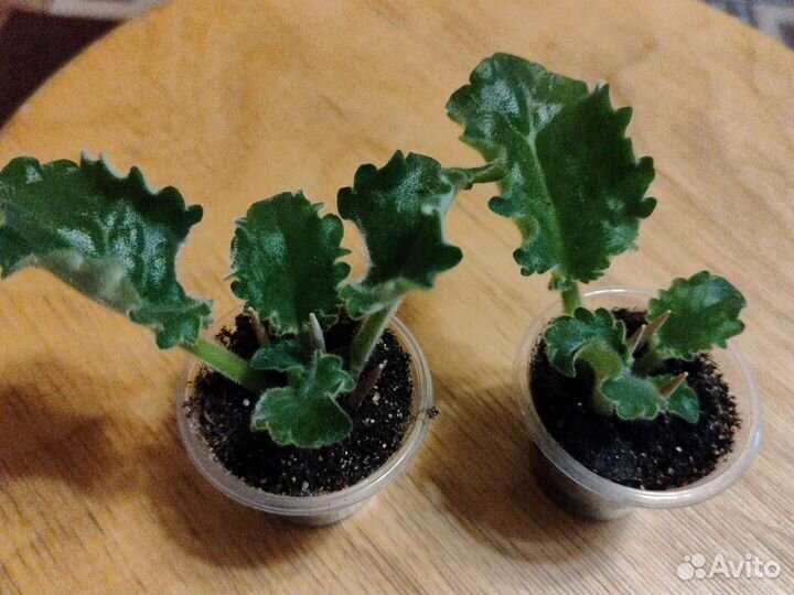 Пасынки фиалки-химеры