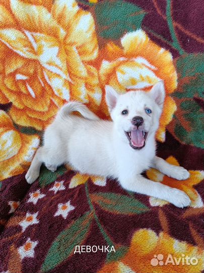 Сибирский хаски