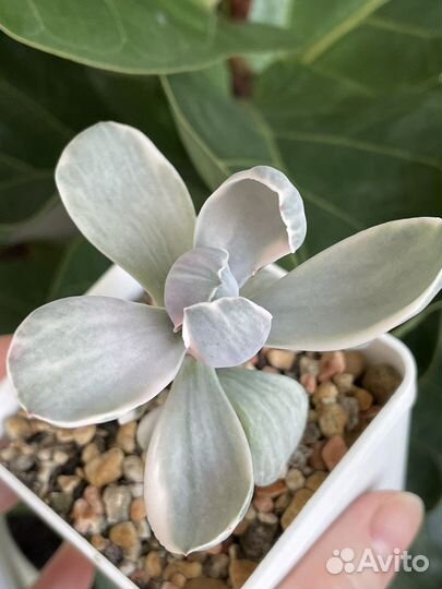 Суккуленты