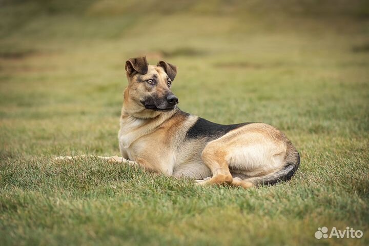 Арнольд в поисках дома