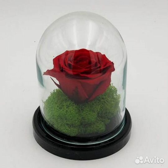 Живая роза в колбе