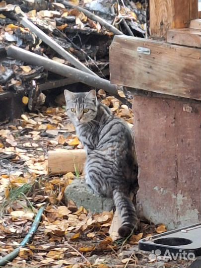 Молодая кошечка