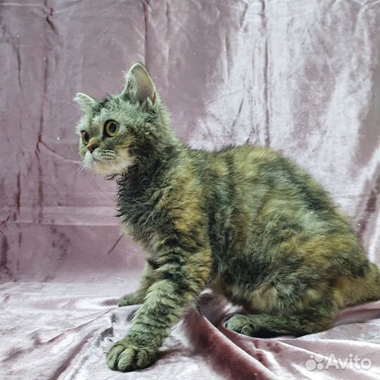 Экзотическая кошка отдается добрым людям