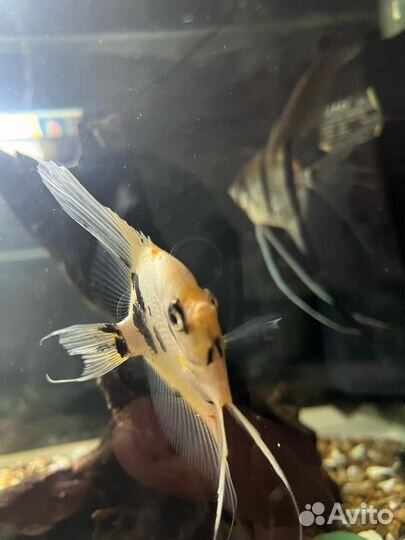 Аквариумные рыбки