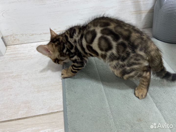Бенгальский котенок