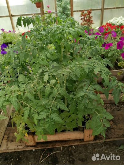 Рассада помидор, рассада петуний