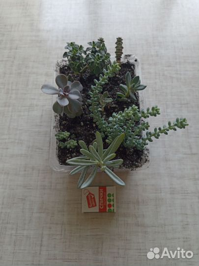 Суккуленты набор