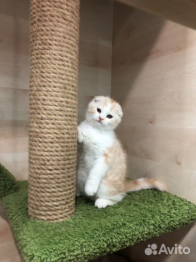 Шотландский кот вязка