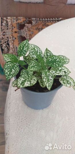 Комнатные цветы