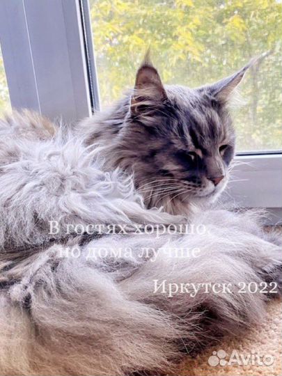 Передержка