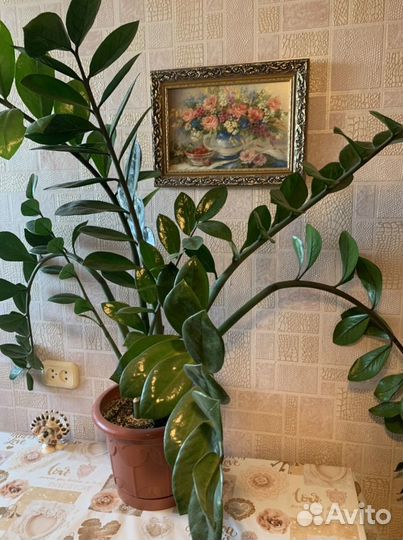 Замиокулькас