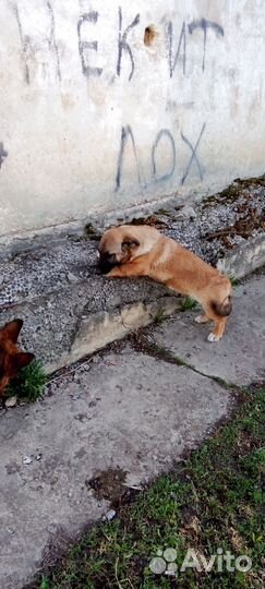 Щенок девочка в добрые руки