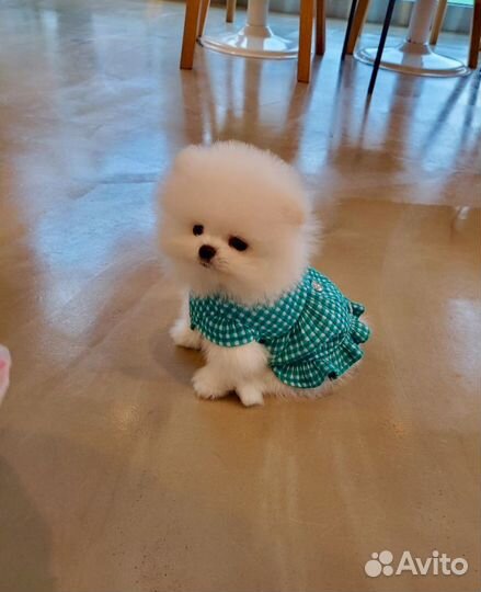 Шпиц супер мишка мини