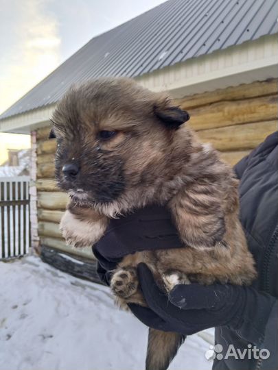 Щенки маленькой дворняжки