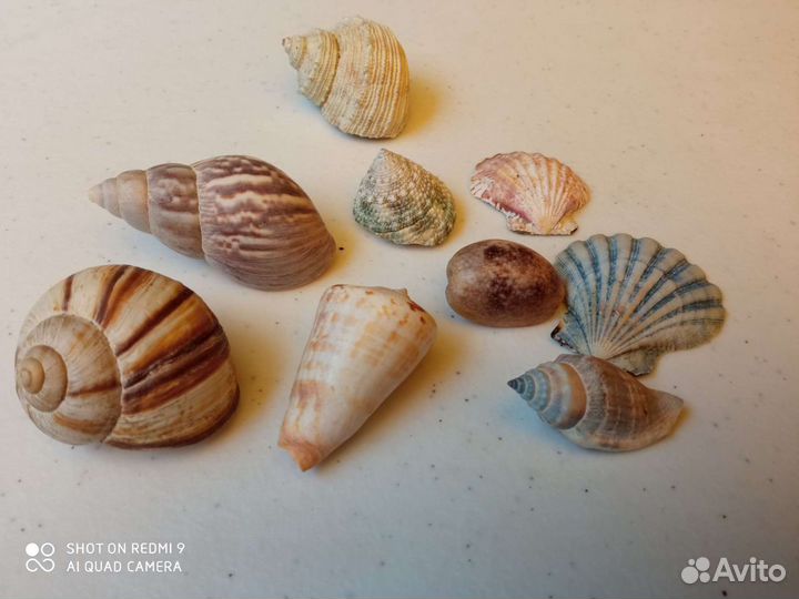 Декор аквариума(ракушки)
