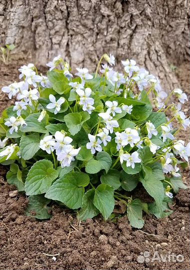 Почвопокровники в ассортименте