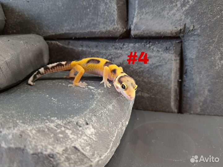 Улыбающаяся ящерица Эублефар