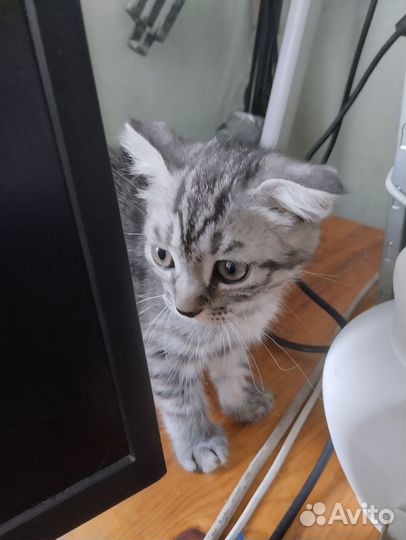 Котенок в ваш дом