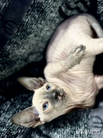 Сфинкс котенок