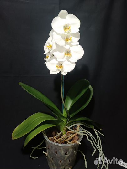 Орхидея фаленопсис
