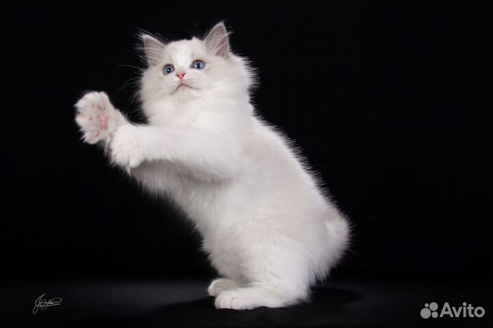 Котята Рэгдолл