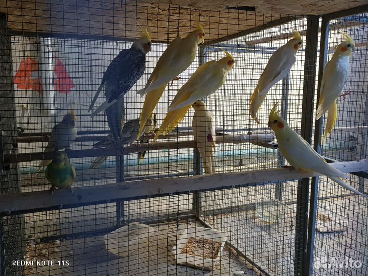 Попугаи 5видов