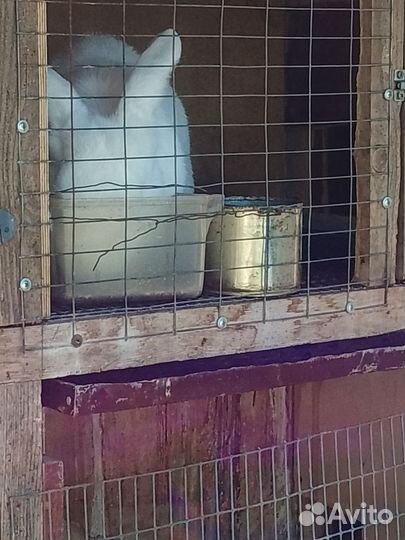 Продаются кролики