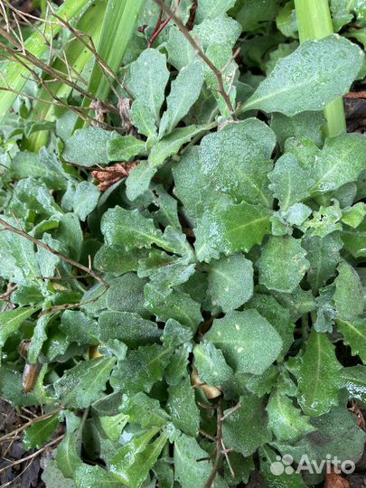 Арабис белый