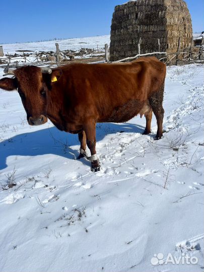 Коровы дойные молочные
