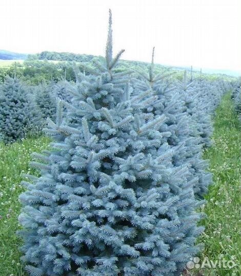 Крупномер голубой ели