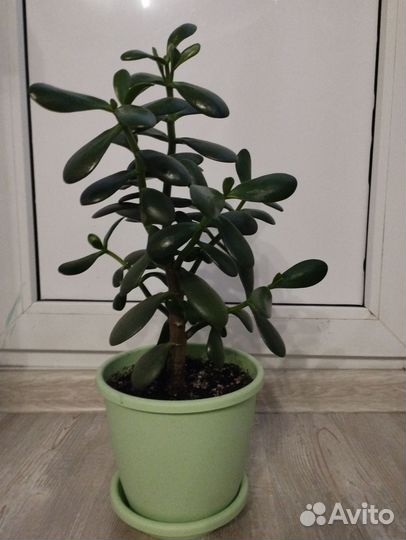 Диффенбахия