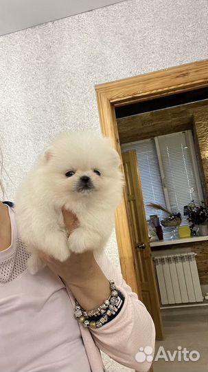 Померанский шпиц крошка на ладошке