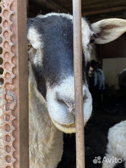 Овцы бараны