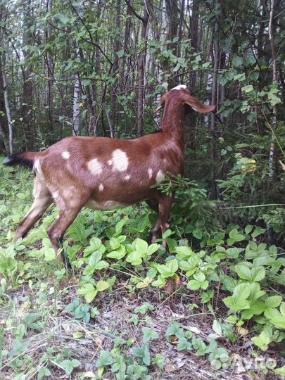 Коза нубийская