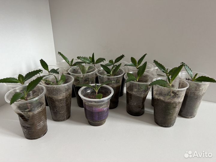 Каланхоэ лечебное