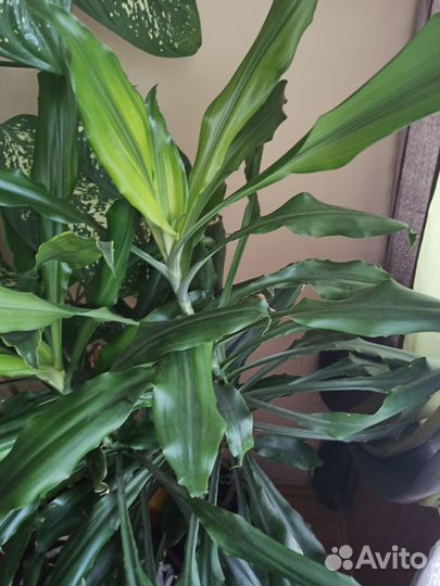 Пальма Драцена