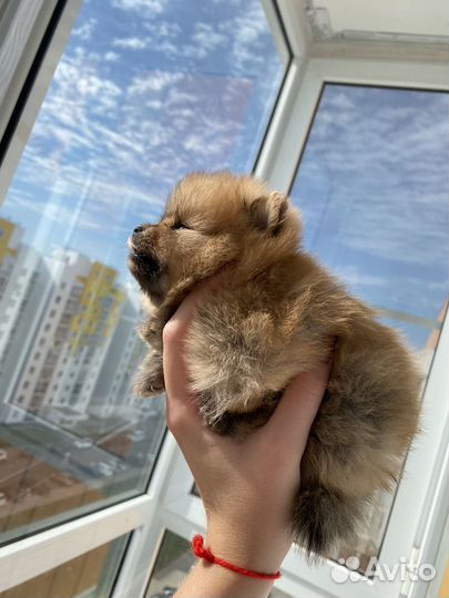 Померанский шпиц