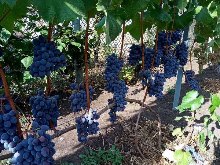 Саженцы винограда