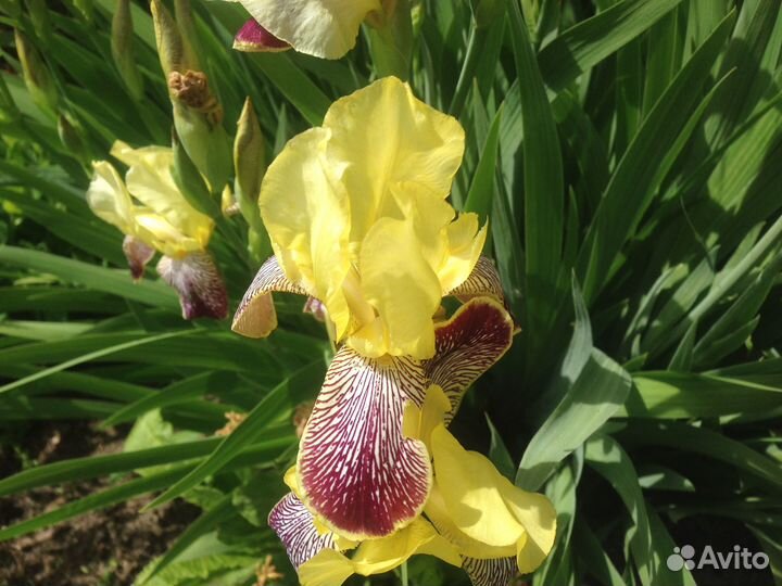 Ирисы. Многолетники для сада