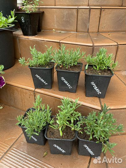 Лаванда узколистная Прованс стакан 1л