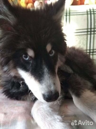 Собака хаски