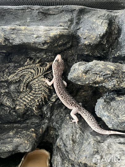 Геккон эублефар