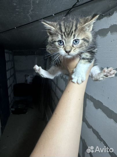 Отдам котенка