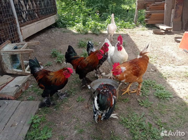 Декоративные петушки (Бентамки)