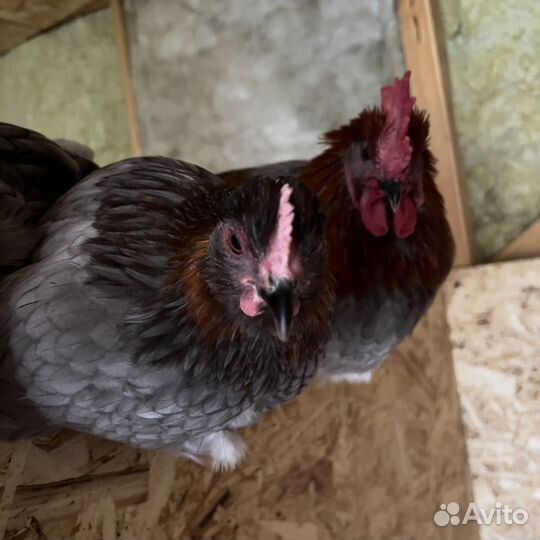 Инкубационное яйцо кур маран