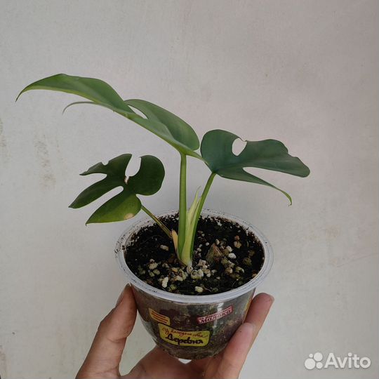 Монстера рафидофора