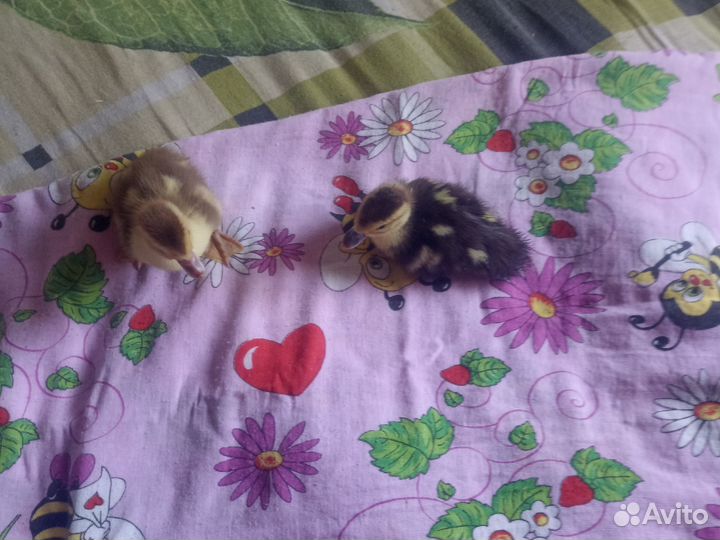 Утята мускусной утки