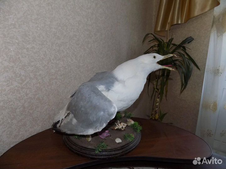 Чучело готовые и на заказ