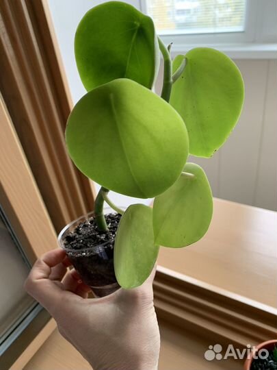 Пеперомия ховария бархатная