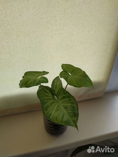 Комнатные растения